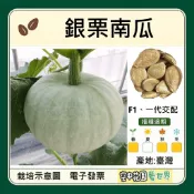 【台灣出貨 電子發票】銀栗南瓜 種子｜F1灰白皮栗子南瓜｜金黃果肉｜香甜粉質｜南瓜種子｜空中花園藝世界