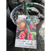 頂耀園藝 金棗苗 高度約30-40公分