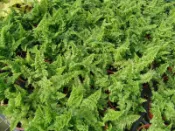 ╭＊田尾玫瑰園＊╯觀葉植物--(蕾絲蕨)