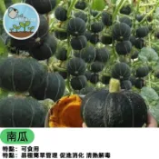 南瓜種子 23款品種可選 包含栗子南瓜 阿成南瓜 東昇南瓜 西洋南瓜種子 觀賞玩具南瓜 家庭菜園 陽台盆栽可種