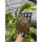 台灣發票當天出貨 植床板 鹿角蕨上板 發票現貨 上板神器 鹿角蕨 苗床 植生板 上板 蕨類 植物上板 上板