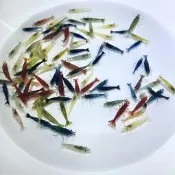 【嘉嘉寵物】🔥🔝CP🌈繽紛綜合米蝦🌈 淘汰隨機出貨不挑等級尺寸（河豚飼料 黑殼蝦 觀賞魚蝦