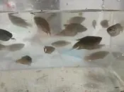 台灣溪流原生魚類(蓋斑鬥魚)
