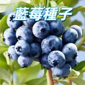 台灣現貨【藍莓種子】盆栽陽台種植 酸甜多汁 水果苗 家庭菜園 新鮮可食用 園藝療癒 自栽樂趣 新手易種植