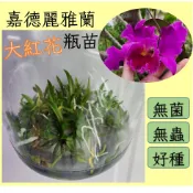 嘉德麗亞蘭瓶苗 蘭花 組織培養苗 無菌種苗 一瓶至少15棵