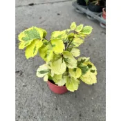 植系青屬-黃金福祿桐/黃金川七/觀葉植物/三吋盆