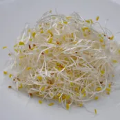 【台灣主婦聯盟】黃文章(新峰農場) 苜蓿芽(環保級)新峰-150g/盒