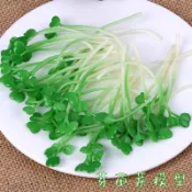仿真水果模型 仿真蔬菜 假水果 模擬菜苗模型豆芽菜芽苗菜雞毛菜品品種菜品配件搭配拍攝道具玩具