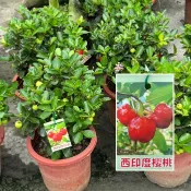 田尾玫瑰園 l 西印度櫻桃、黃褥花、大果黃褥花、美國櫻桃【六吋盆 高度約30cm】(款式眾多歡迎詢問)