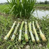 【花草便利店】小量專區｜狼尾草扦插枝條 1支10元｜牧草汁 陸龜 兔子 天竺鼠愛吃
