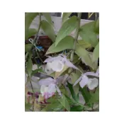 (店+)花森好市-季節花卉--天宮石斛蘭(3株/上板)//高10-30cm/MA(需訂製)