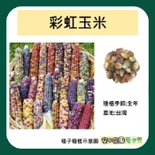 【台灣出貨 電子發票】彩虹玉米 種子 彩色玉米 寶石玉米 玉米 觀賞玉米 菜籽 空中花園藝世界