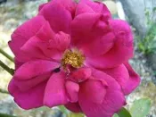 ╭＊田尾玫瑰園＊╯香花植物-玫瑰-(王子  )