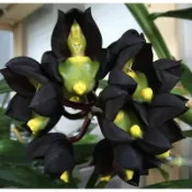 Catasetum tenebrosum黑蝙蝠 天鵝蘭瓶苗