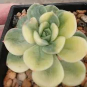 【樂雜】╭☆3吋盆月光仙子錦（美斑） 療癒 舒壓 盆栽 擺飾 裝飾品 園藝多肉植物++裸根寄送650 0227