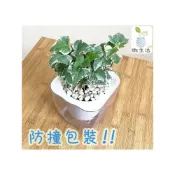 (店+)常春藤【現貨】4吋透明懶人盆栽 加水更方便 觀葉植物 室內植物 自動吸水 空氣淨化 創意花盆 居家辦公盆花