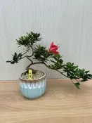 《夢花火》盆景-日本皋月杜鵑（朝櫻）小品盆栽/植栽