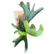 發票現貨~松木板 木板 上板 鹿角蕨 蕨類 鹿角蕨植板 植栽上板 植板 附生植物 蘭花