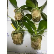 #蝴蝶蘭  1.7吋脫盆《蝴蝶蘭苗》  新手練功用 一次5顆(會多送1顆)就可出貨