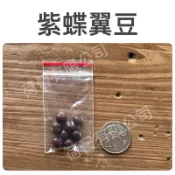 紫蝶紫翼豆(約8粒) 四角豆，楊桃豆，蔓性，豆莢為紫色