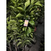 紅香橙柳丁嫁接苗約一米