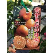 黃金無籽砂糖橘 勿直下標 沙糖橘 沙糖桔 砂糖蜜橘  =青皮 綠皮 砂糖桔 蜜桔 少子 無子 嫁接 黃金蜜桔 樹苗 盆栽