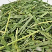 【青青草原寵物館】萌寵牧草 過篩 甜小麥 提摩西一割 苜蓿 燕麥草 百幕達 兔子龍貓豚鼠荷蘭猪必備