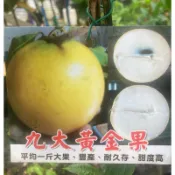 九大黃金果 請先洽詢 久蜜大 特大黃金果 特大果 二代 三代 頂級黃金果 網紅品種 久蜜 黃金果苗 冬蜜 蜜香 似 久大