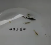 -柘造景藝術- 黑殼蝦混不紅紅蝦 除藻蝦 清除藻類