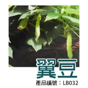 【醬米資材全館899免運】種子 翼豆 DIY種子栽種 成就滿滿~翼豆(楊桃豆)