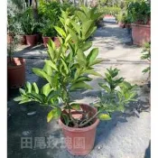 ╭＊田尾玫瑰園＊╯香水檸檬、無籽檸檬【7吋盆 高度約50cm】250元檸檬苗 水果苗 (植物眾多歡迎詢問)