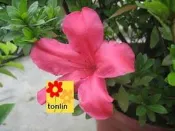 ╭☆東霖園藝☆╮超優質花種(五月)皋月杜鵑 .(細葉杜鵑) 另有圖三球型