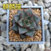 【星辰多肉】麒麟座  三吋 穩根婚禮小物、婚禮小物。多肉植物，療癒，觀葉，多肉。（寄送會掉葉，可接受再下單）