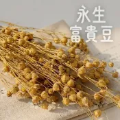 富貴豆乾燥花 相思豆 綜合 不凋花勿忘我 滿天星 插花花材 裝飾 永生花 卡斯比亞 星辰花 向日葵 乾燥花 永生花 花束