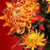2026新種 金絲皇菊種子（250粒） 四季開花金絲菊花種子 盆栽可食用泡茶室內外陽台好養耐寒耐熱七彩絢麗觀賞花卉種子
