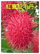 紅毛丹果苗出售