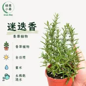 綠意小巷【五寸盆香草植物。迷迭香】。~最常食用的香草~入菜~泡茶皆可