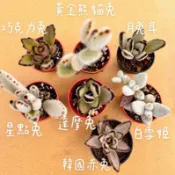 🐰兔耳家族x7隻｜巧克力兔・黃金熊貓兔・月兔耳・白雪姬 • 赤兔 • 星點兔 • 達摩兔|毛茸茸療癒多肉🌵1吋盆