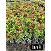 仙丹苗/矮仙丹/籬笆花/永吉種苗園