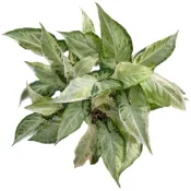 (店+)開心農元-觀葉植物- 三王合果芋 Syngonium 'Three Kings' 質感迷彩葉面 絕美灰綠斑紋