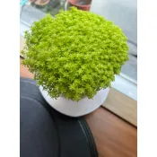 🔥可愛黃金萬年草 多肉草 多肉植物  綠植 四季播種 繁殖強 爆滿盆