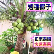 矮種椰子🟡綠椰-品種🟡〈急速24出貨〉適合台灣+適合新手 椰子 矮椰子 矮種椰子 水果苗 樹苗 盆栽 矮生盆栽