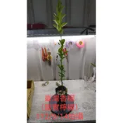扁實檸檬 台灣香檬 扁實檸檬嫁接苗 台灣香檬嫁接苗 扁實檸檬苗 台灣香檬苗