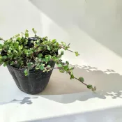 植物空間 蠅翼草3吋 地被植物 三點金草 小本土豆藤 珍仔草