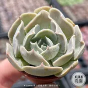 一吋迷你盆【白鬼】多肉植物|多肉|景天科｜療癒小物| 組盆|可愛［Xuan肉園］