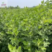 驅蚊草種子 二十二款強效驅蚊蟑螂 薄荷九層塔 萬壽菊 驅蚊草 濃香型花卉 盆栽驅蚊草種子 蓄意草種子