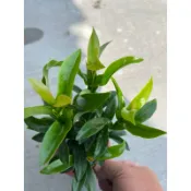 橘花仙丹｜3吋盆/苗植袋～扦插苗木/多年生橘花小灌木⋯