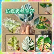 ★爬蟲新樂園★[台灣現貨]仿真吸盤龜背葉 白綠龜背葉 造景 飲水 爬蟲 樹棲爬蟲 守宮 蜥蜴 變色龍 陸龜