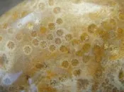 《紀老師的收藏》天然海洗玉化彩色滿天星菊花珊瑚玉〈500公克→186-F47 聚氣、招財、避邪、保平安、心想事成)