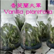 永安蘭園 蘭花 瓶苗 香莢蘭(10苗) 學名Vanilla planifolia 香草 食用香料之后